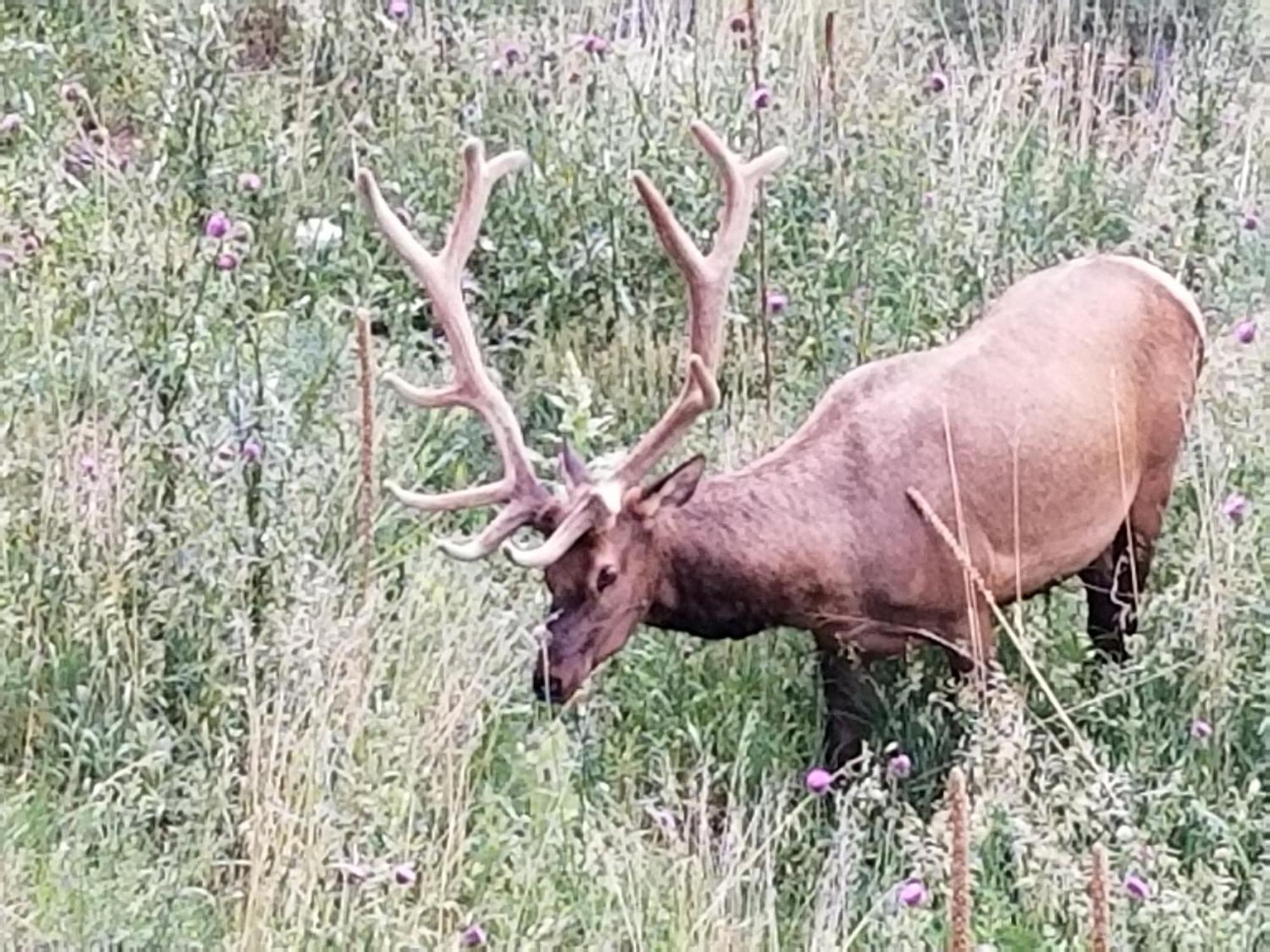 Kokopelli Inn Estes Park Eksteriør billede