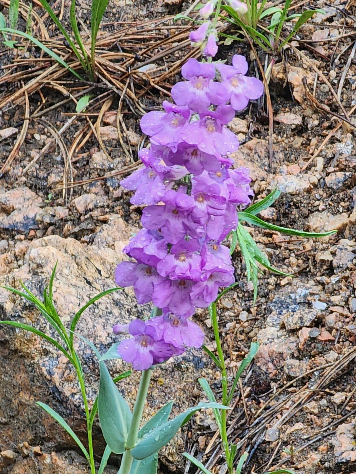 Kokopelli Inn Estes Park Eksteriør billede